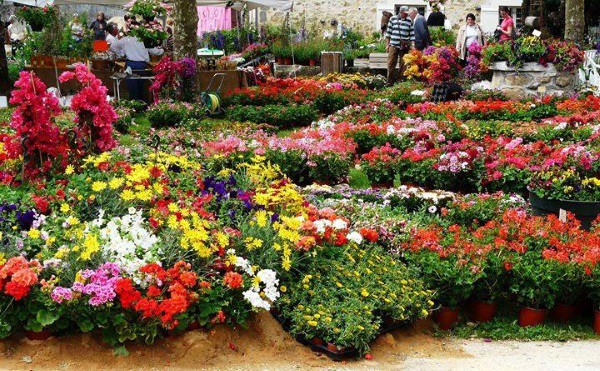 floralies d'Oran 2018